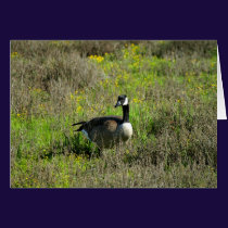 Goose