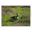 Goose cards