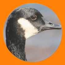 Goose Closeup stickers