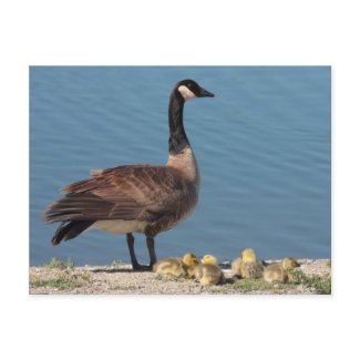 Goose Family Postcard postcard