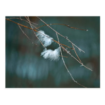 Goose feathers over the blue waters post cards