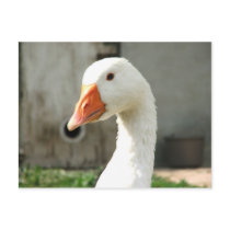 Goose Gijs postcards