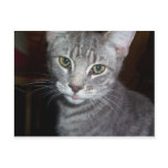 Goose Goobler Postcards