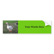 Goose in the park bumper stickers