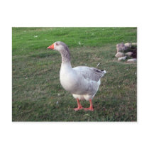 Goose in the Park Postcard