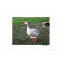 Goose in the Park posters by DonnaGrayson Goose in the Park posters