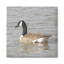 Goose Magnet by KELLBELL535 Goose Magnet