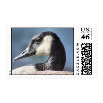 Goose postage