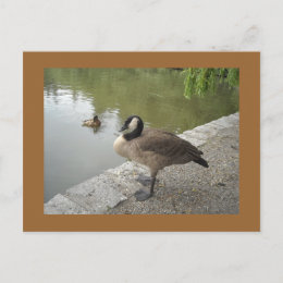 Goose postcard