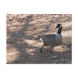 Goose Postcard