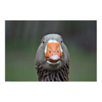 Goose posters by krddesigns Goose posters