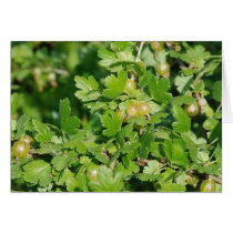 gooseberry cards