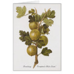 gooseberry, fruit, vintage, floral, botany,