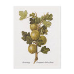 gooseberry, fruit, vintage, floral, botany,