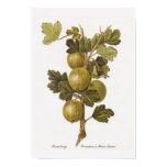gooseberry, ribes, vintage, botanical print, art,