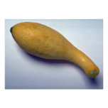 Gooseneck squash custom invitation