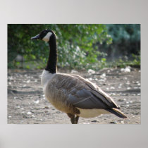 Goosing around Canada Goose Print