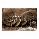 Gooslings Poster/Print
