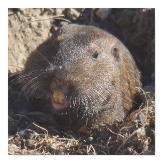 Gopher Poster print