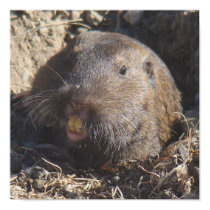 Gopher Poster posters