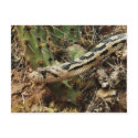 Gopher Snake Blank postcards