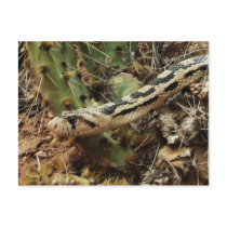 Gopher Snake Blank postcards by sumiko Gopher Snake Blank postcards