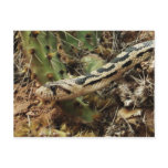 Gopher Snake Blank Post Card