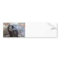 gopher tortoise bumper sticker