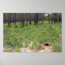 Gopher tortoise burrow and habitat (Gopherus polyp Poster