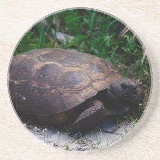 Gopher Tortoise Coaster
