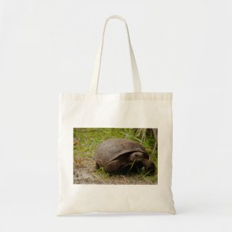 Gopher Tortoise Eats Lunch Bag