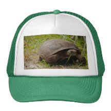 Gopher Tortoise Hat