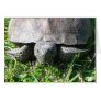 Gopher Tortoise in the Grass Greeting Card