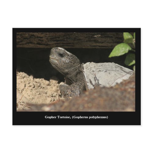 Gopher Tortoise On The Lookout postcard
