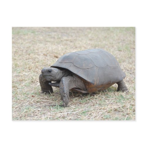 Gopher Tortoise postcard