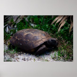 Gopher Tortoise Poster