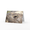 Gopher Turtle not happy cards