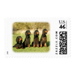Gordon Setter 9Y105D-080 postage
