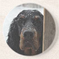 Gordon Setter in Winter Sandstone Coaster coasters