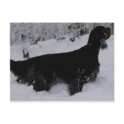 Gordon Setter Photo Postcard