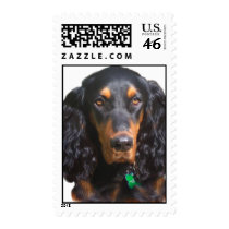Gordon Setter Postage