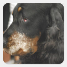 Gordon Setter Stickers