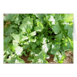 gorgeous arugula cards