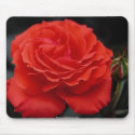 Gorgeous beautiful rose 1 mousepads by MickeyElvis Gorgeous beautiful rose 1 mousepads