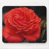 Gorgeous beautiful rose 1 mousepads