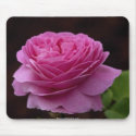 Gorgeous beautiful rose 3 mousepads by MickeyElvis Gorgeous beautiful rose 3 mousepads