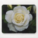 Gorgeous beautiful rose 5 mousepads by MickeyElvis Gorgeous beautiful rose 5 mousepads