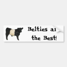 Gorgeous Belted Galloway Steer Cutout Bumper Stickers