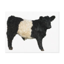 Gorgeous Belted Galloway Steer Cutout Postcards
