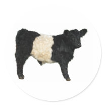 Gorgeous Belted Galloway Steer Cutout Stickers